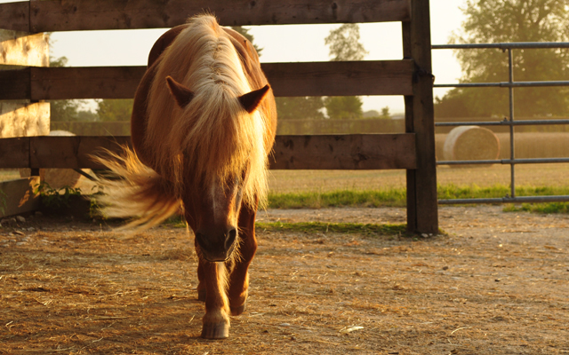 Pony im Sonnenuntergang